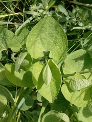 Aristolochia pallida