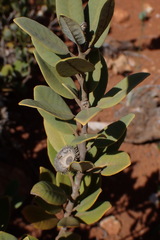 Notholithocarpus densiflorus echinoides