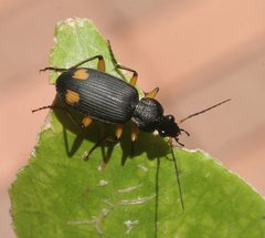 Chlaenius flaviguttatus