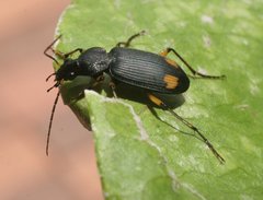 Chlaenius flaviguttatus