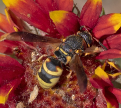 Euodynerus hidalgo viereckii
