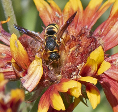 Euodynerus hidalgo viereckii