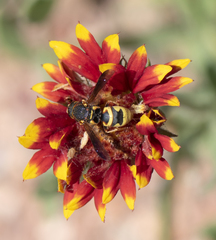 Euodynerus hidalgo viereckii