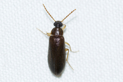 Mycetochara bicolor