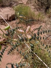 Astragalus praelongus