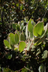 Arctostaphylos nortensis