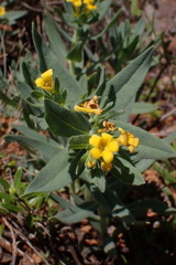 Lithospermum californicum
