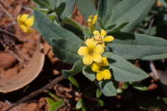 Lithospermum californicum
