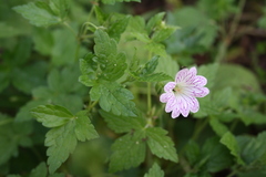 Geranium versicolor