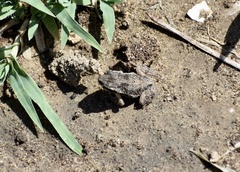 Peltophryne peltocephala