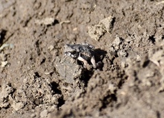 Peltophryne peltocephala