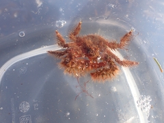 Hapalogaster mertensii