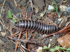 Apheloriini