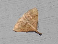 Phalaenostola metonalis