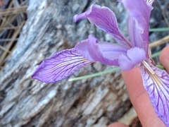 Iris hartwegii australis