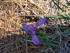 Iris hartwegii australis