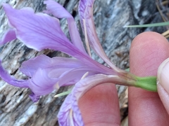 Iris hartwegii australis