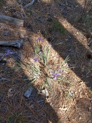 Iris hartwegii australis