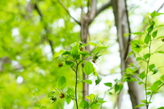 Hibiscus phoeniceus