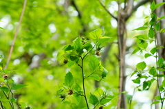Hibiscus phoeniceus