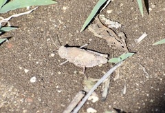 Sphingonotus haitensis