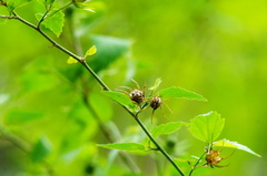 Hibiscus phoeniceus