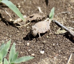 Sphingonotus haitensis