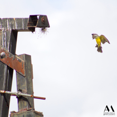 Tyrannus melancholicus satrapa