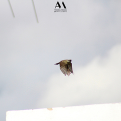 Tyrannus melancholicus satrapa