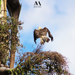 Daptrius chimachima cordatus