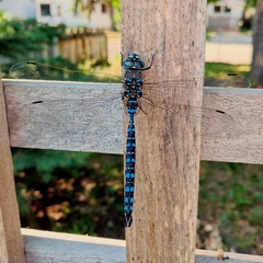 Aeshna canadensis