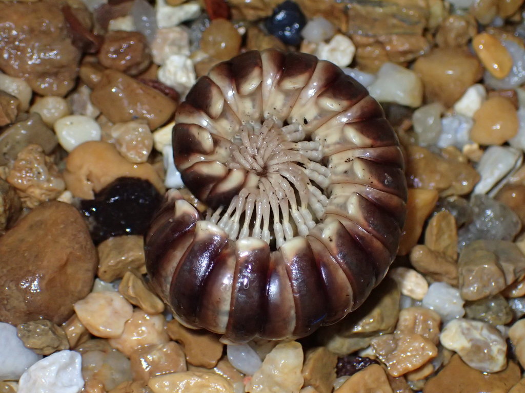 Pachydesmus retrorsus