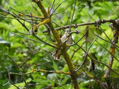 Ficedula