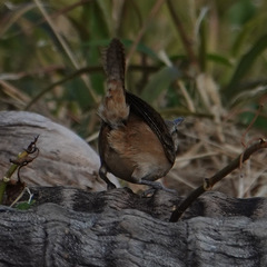 Pheugopedius rutilus