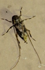 Lepturges angulatus