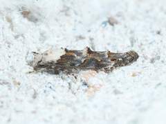 Mompha murtfeldtella