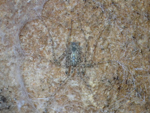 Thorell's Lampshade-web Spider photo 3