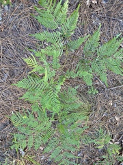Pteridium caudatum