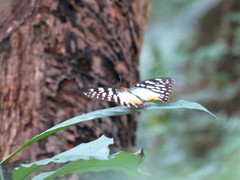 Cymothoe beckeri beckeri