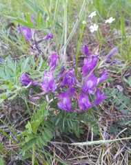 Astragalus suffruticosus