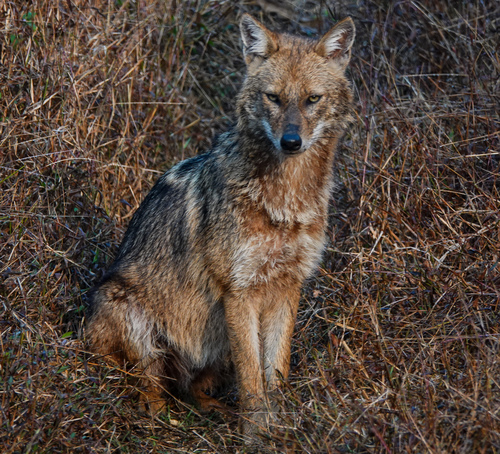 Golden Jackal