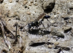 Sceliphron argentifrons