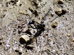 Sceliphron argentifrons