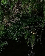 Pitangus sulphuratus