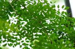 Libidibia sclerocarpa