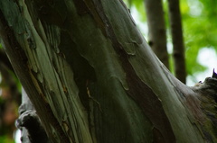 Libidibia sclerocarpa