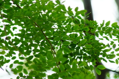 Libidibia sclerocarpa