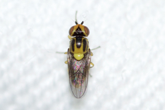 Chlorops