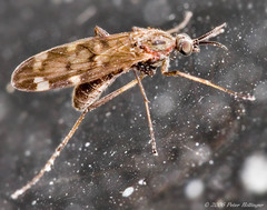 Sylvicola alternatus