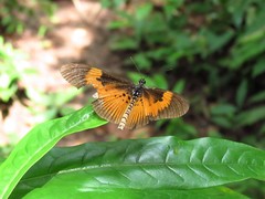 Acraea excisa
